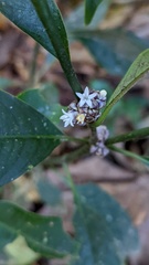 Palicourea axillaris
