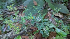 Calceolaria mexicana