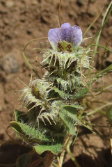 Blepharis transvaalensis