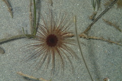 Pachycerianthus solitarius