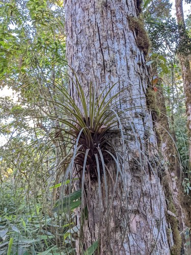 Tillandsia longifolia, photograph 2