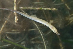 Syngnathus abaster