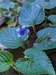 Viola scandens