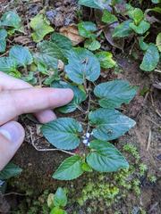 Viola scandens
