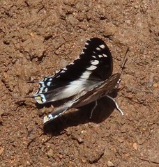 Charaxes achaemenes