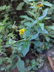 Sigesbeckia jorullensis