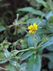 Sigesbeckia jorullensis