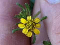 Sigesbeckia jorullensis