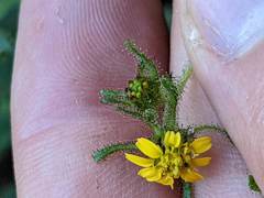 Sigesbeckia jorullensis