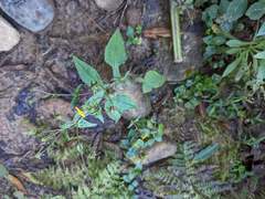 Sigesbeckia jorullensis