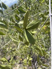 Pristimera longipetiolata