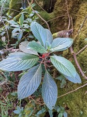 Glossoloma ichthyoderma