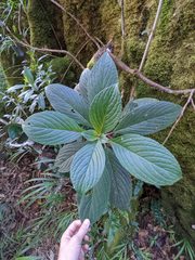 Glossoloma ichthyoderma
