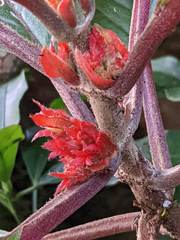 Glossoloma ichthyoderma