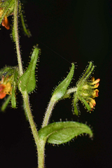 Sigesbeckia jorullensis