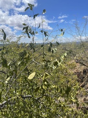 Pristimera longipetiolata