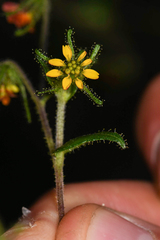 Sigesbeckia jorullensis