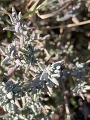 Thymus vulgaris