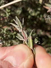 Thymus vulgaris