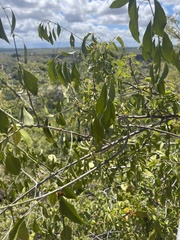 Pristimera longipetiolata