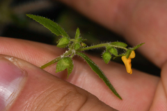 Calceolaria mexicana