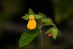 Calceolaria mexicana