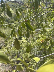 Pristimera longipetiolata