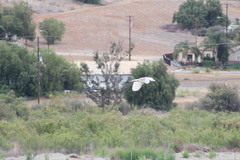 Ardea alba