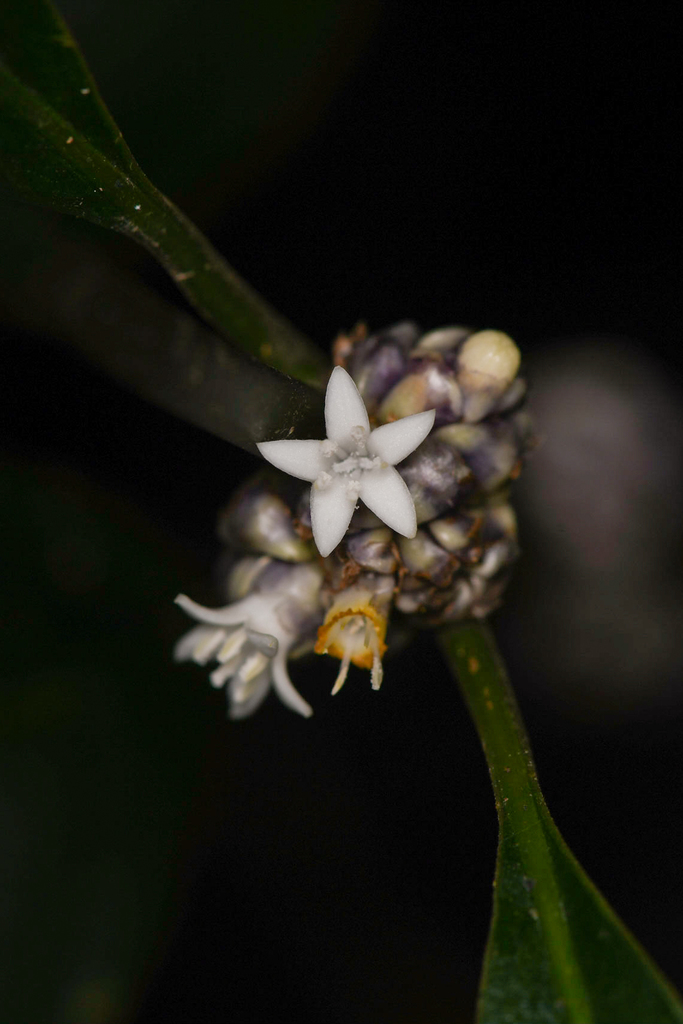 Palicourea axillaris