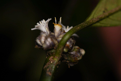 Palicourea axillaris