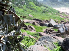 Procavia capensis capensis