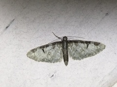 Eupithecia insigniata