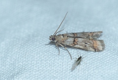 Pempelia compositella