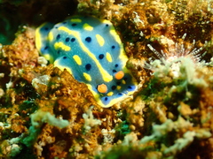 Hypselodoris festiva