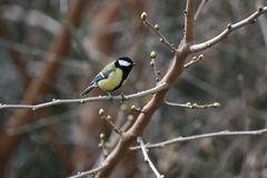 Parus major