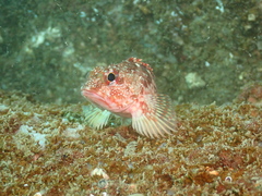 Sebastiscus marmoratus