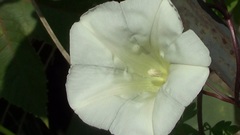 Calystegia silvatica