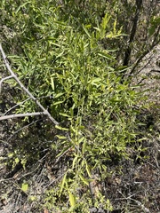 Maerua juncea crustata