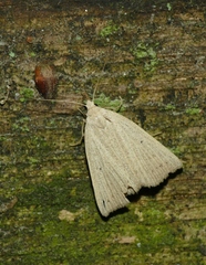 Macrochilo cribrumalis