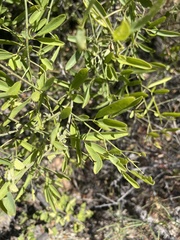 Maerua juncea crustata
