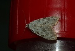 Meganola strigula