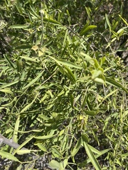 Maerua juncea crustata