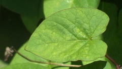 Calystegia silvatica