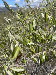 Grewia bicolor