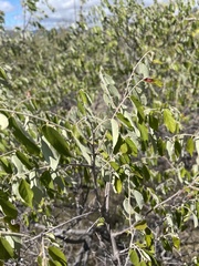 Grewia bicolor