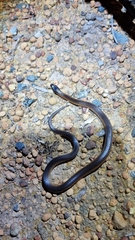 Suta nigriceps