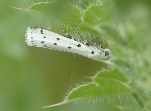 Myelois circumvoluta