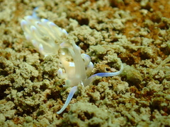 Phyllodesmium opalescens