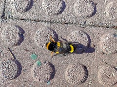 Bombus terrestris