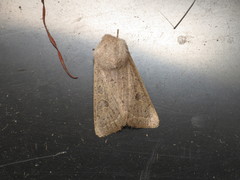 Orthosia gracilis